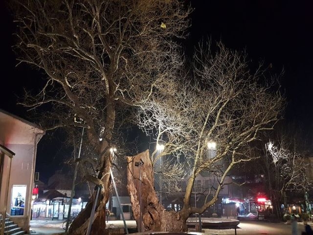 Охридскиот чинар доби ново вечерно одело