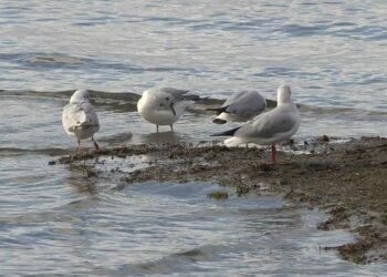 Испуштањето вода од Охридското Езеро му нанесува огромни штети на живиот свет