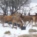 За шест години за осум пати е зголемено стадото елени на Галичица