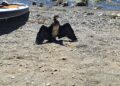 Повреден Нор беспомошно чека помош во Извидничкиот камп во Охрид