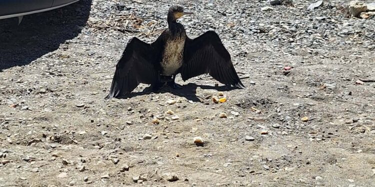 Повреден Нор беспомошно чека помош во Извидничкиот камп во Охрид